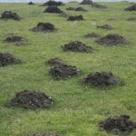 芝生のモグラ駆除対策法について